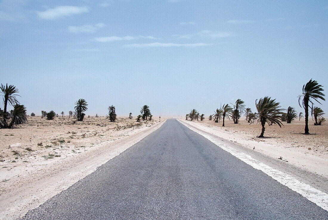 Leere Straße mit Palmen in Wüstenlandschaft