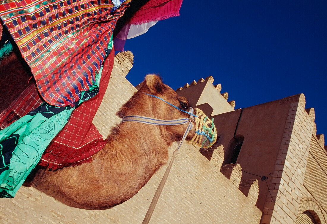 Kamel vor Mauern, Kairouan