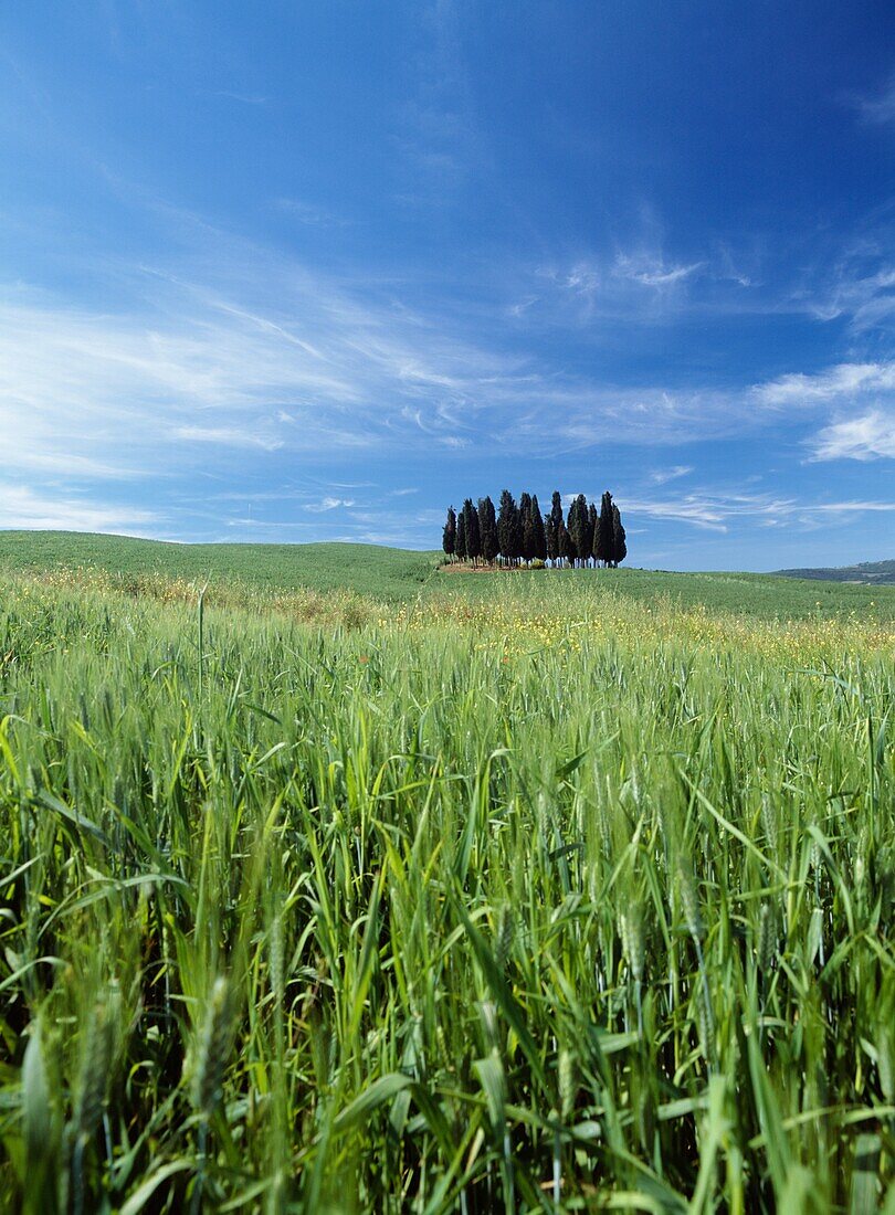 Gruppe von Bäumen in Weizenfeldern