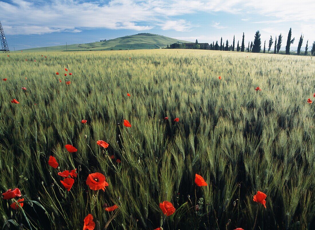 Looking Over Field Of Wheat With Poppies At Dawn