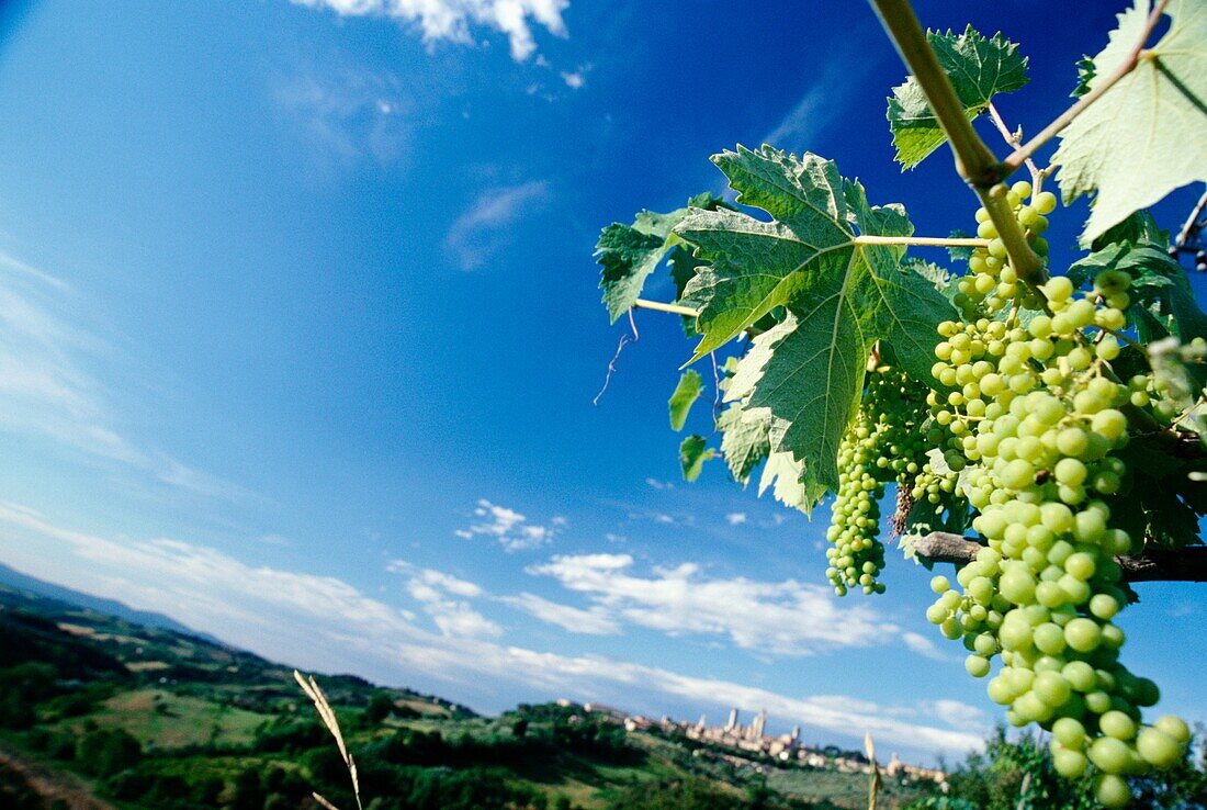 Grapes In Vineyard