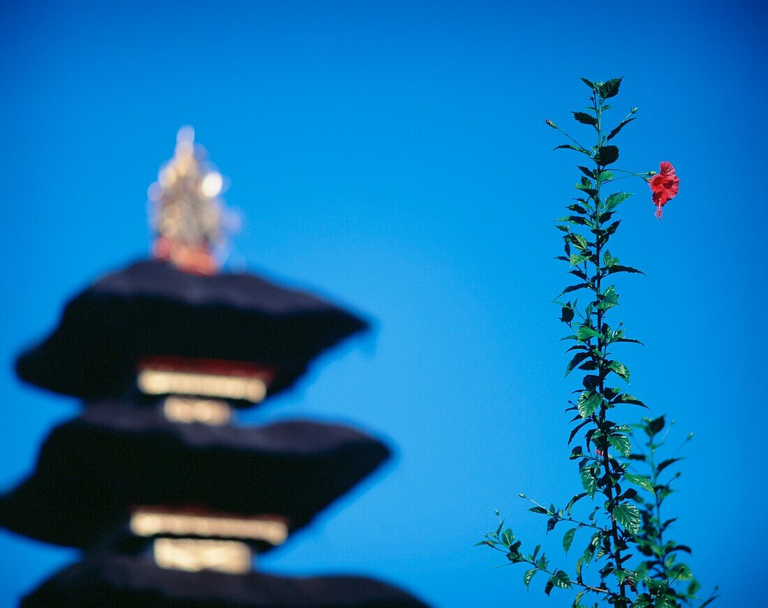 Beskakih Temple Complex And Flower, Close Up
