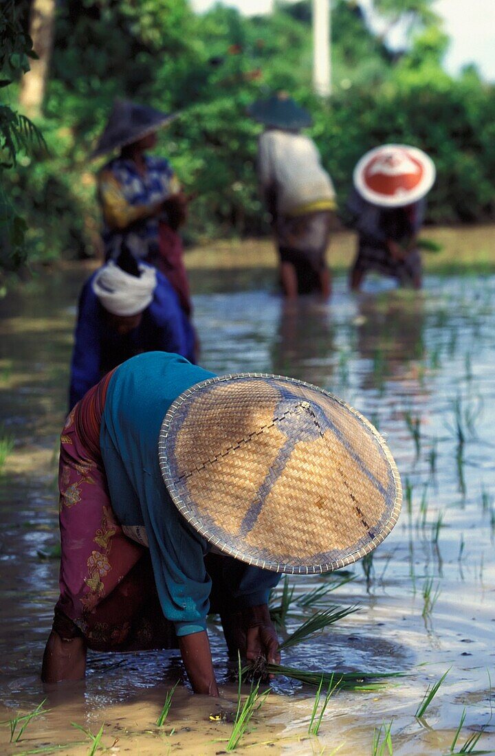 Frauen in traditionellen Hüten pflanzen Reis von Hand