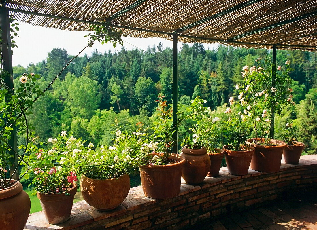 Pots On Covered Patio