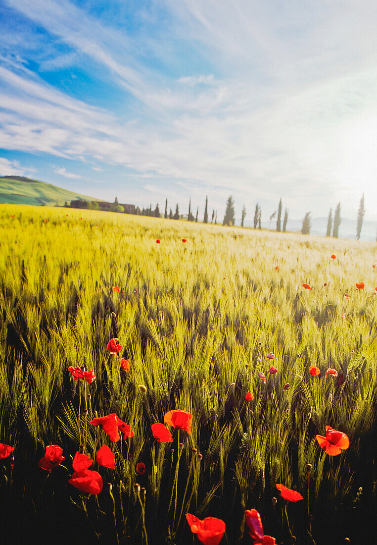 Mohnblumen im Weizenfeld in der Morgendämmerung