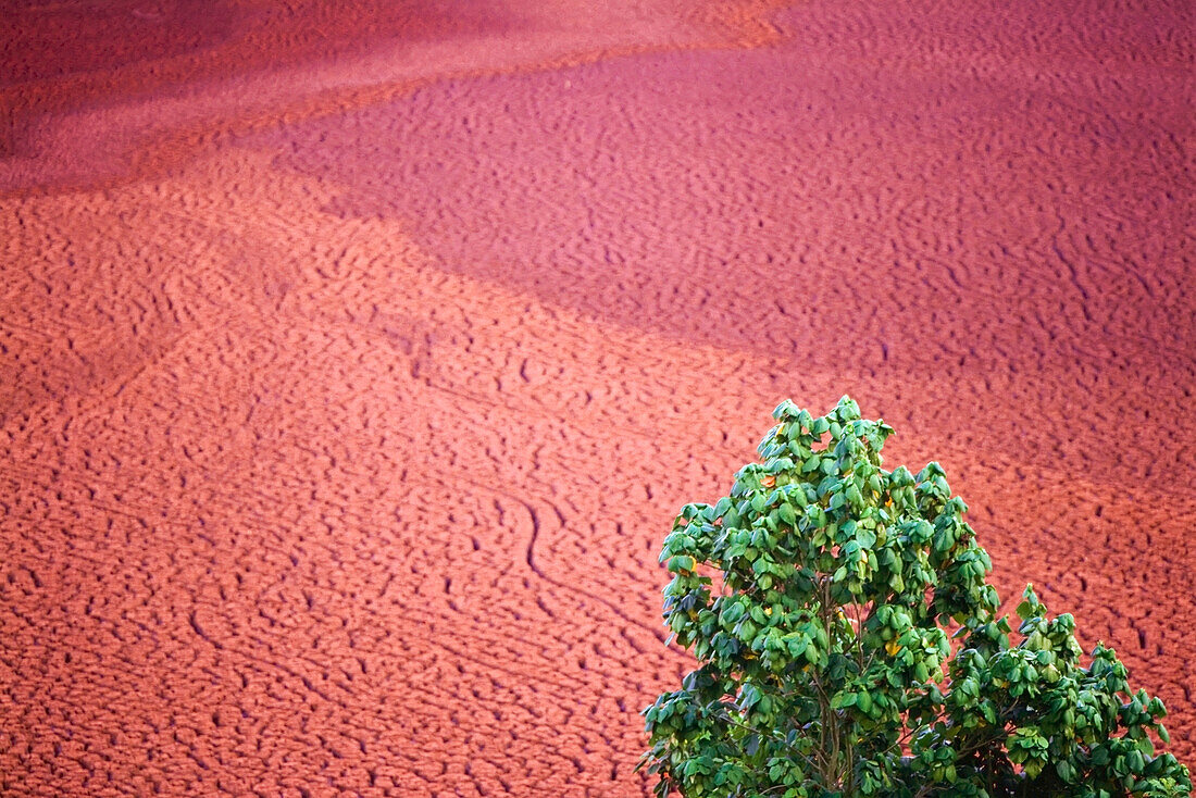 Baum über rissigem, trockenem Boden, erhöhter Blick