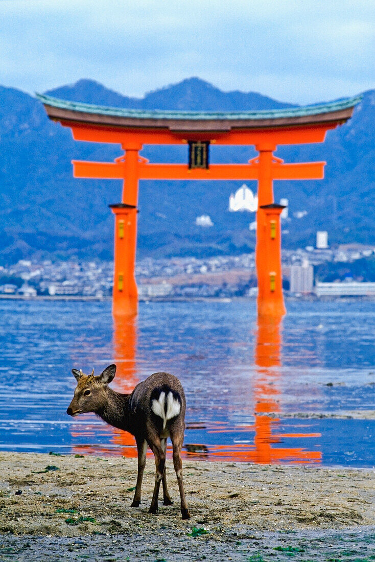 Hirsche am Wasser mit Tori-Tor am Itsukushima-Schrein im Hintergrund