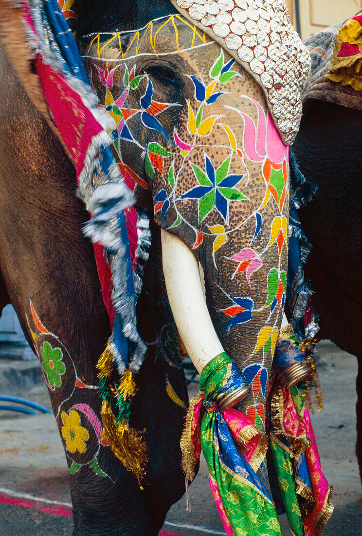Geschmückter Elefant in Gangaur Festival Prozession, Nahaufnahme
