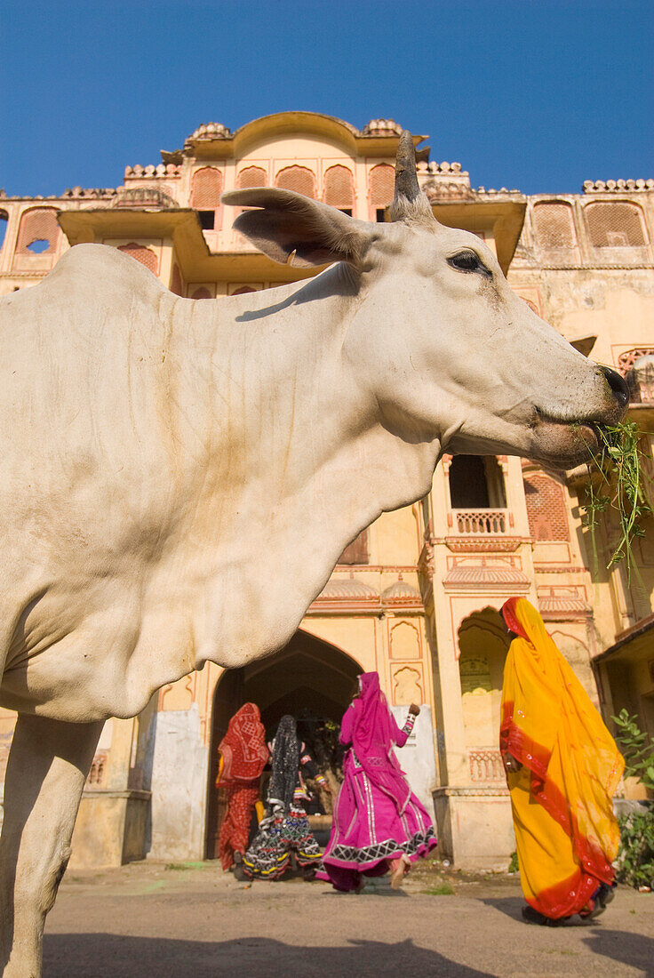 Kuh vor den Frauen in Saris, die in den Eingang eines alten Gebäudes gehen