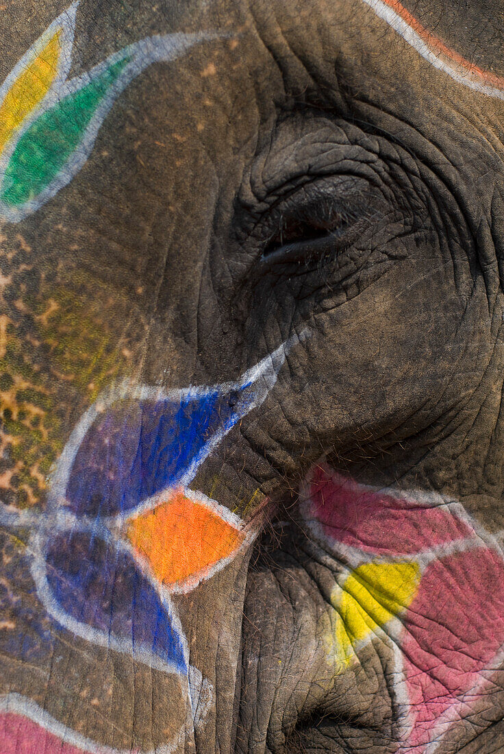 Detail Of Eye On Face Of Adorned Elephant At Amber Fort