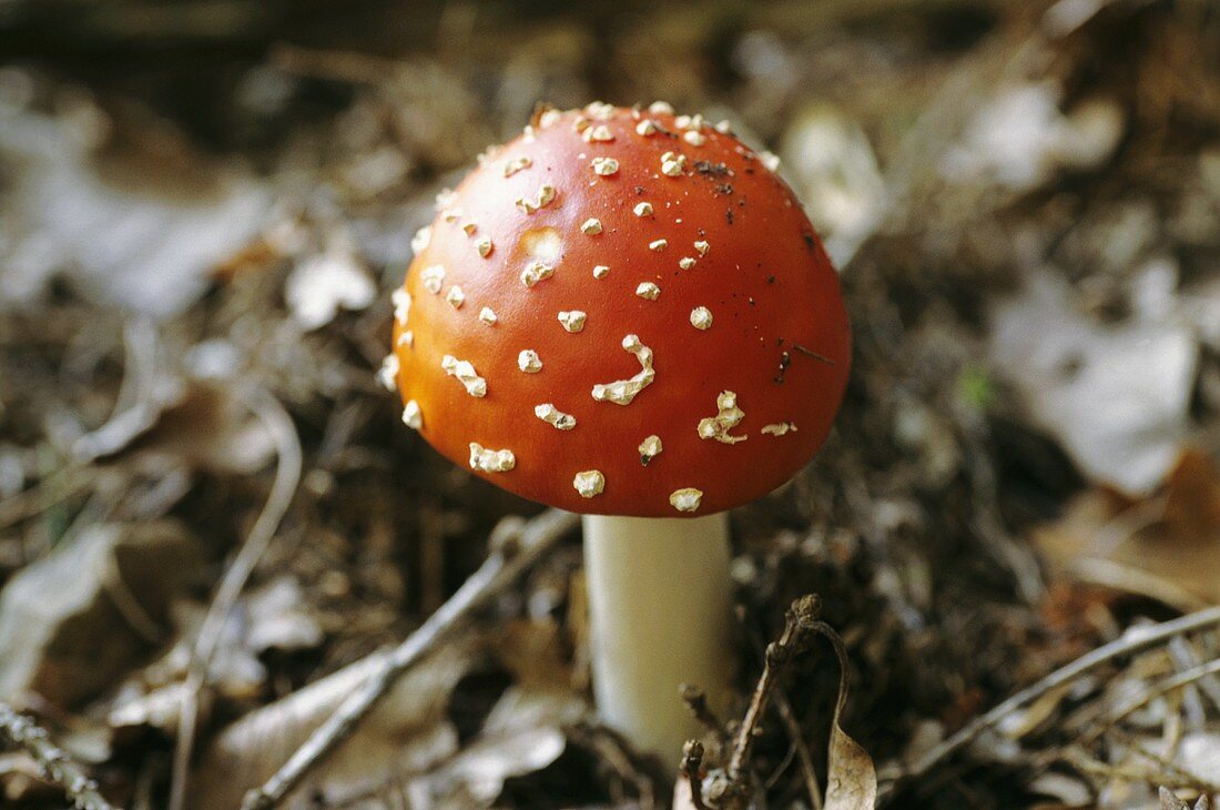 Ein Fliegenpilz (Amanita muscaria, sehr giftig!)