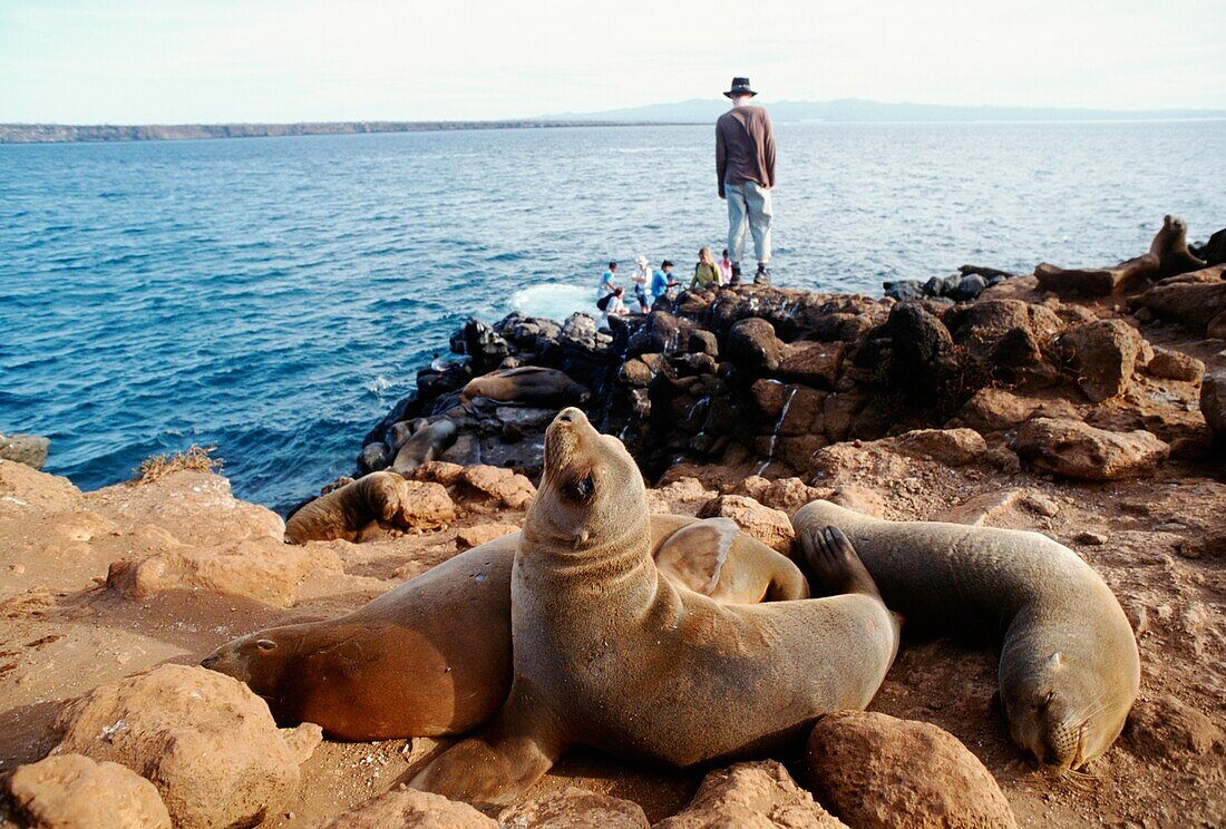 Tourist And Sea Lions On Rocks, North Seymour