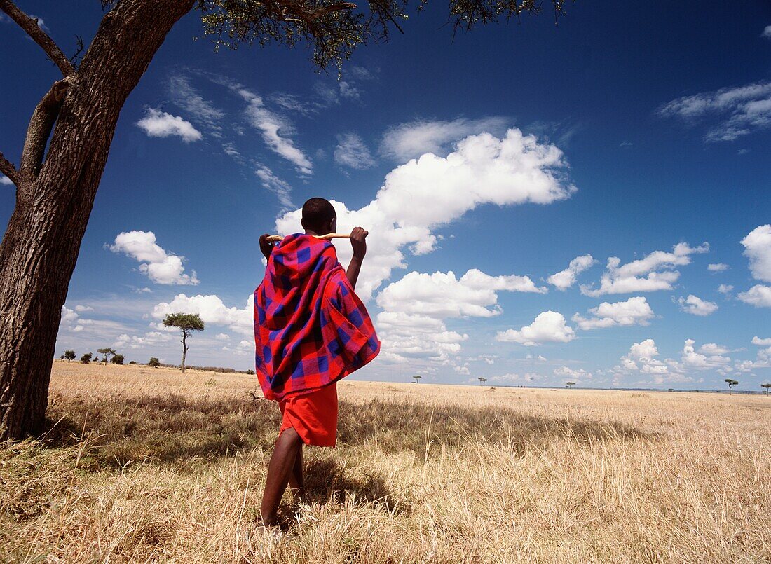 Masai-Mann steht unter einem Akazienbaum mit flacher Spitze