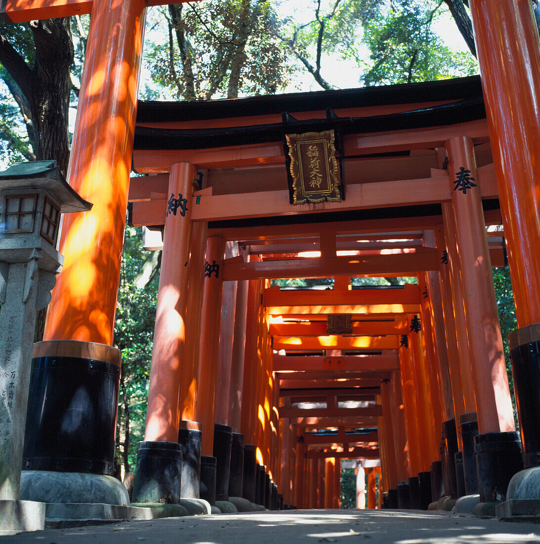 Rote Torii-Bögen über einem Pfad am Inari-Tempel, Fushimi.