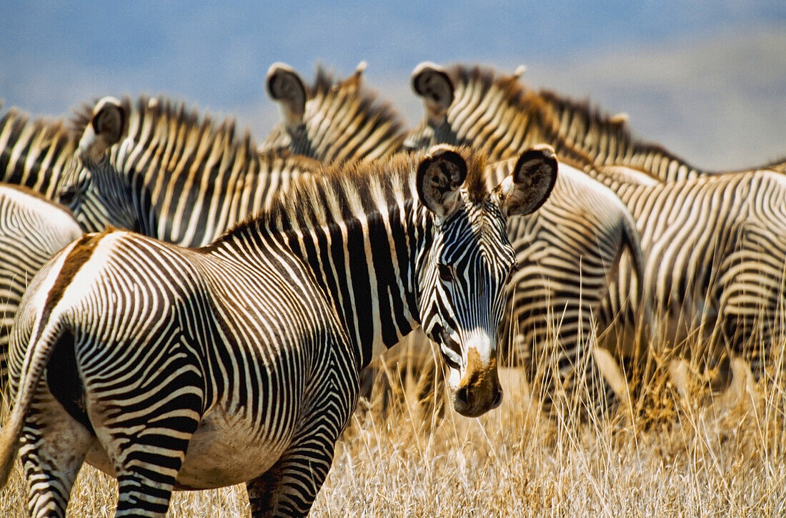 Grevy's Zebras On Savannah