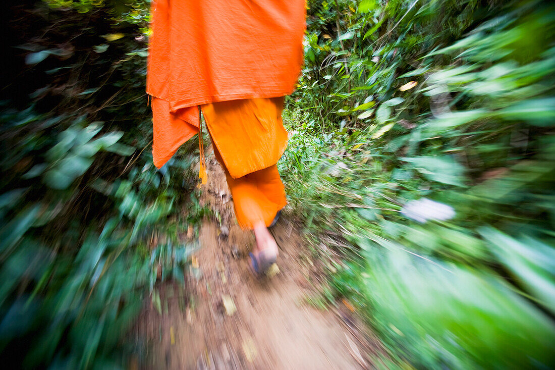 Novizen-Mönche gehen durch den Wald und sammeln wilde Nahrung.
