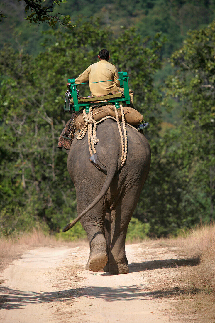 Mann reitet auf Elefant im Safaripark