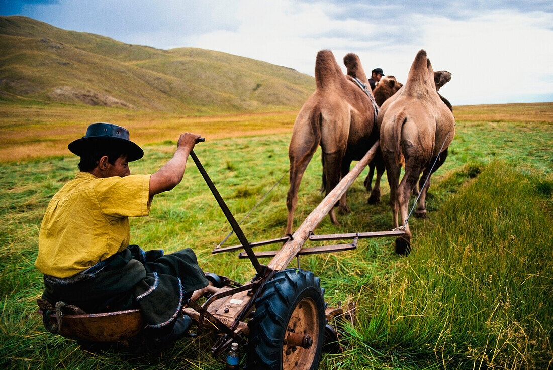 Mann mäht Gras mit Kamelen, Mongolei