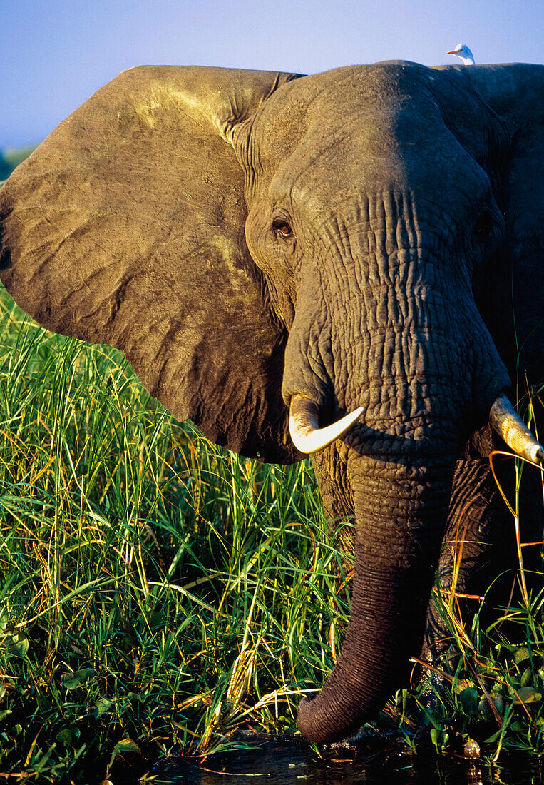 Elefant frisst Schilf am Flussufer