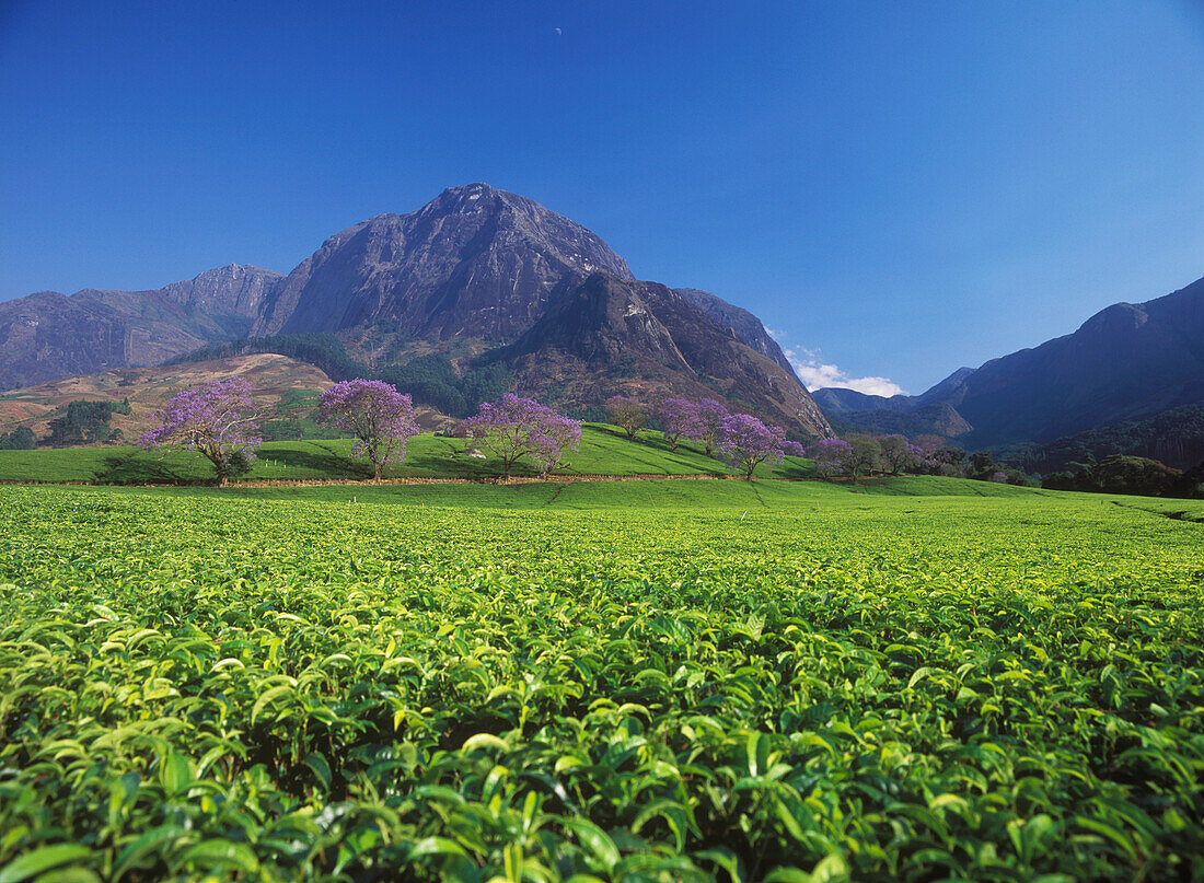 Looking Over Tea Bushes To Jacaranda Trees In Bloom Beneath Mt Mulanje