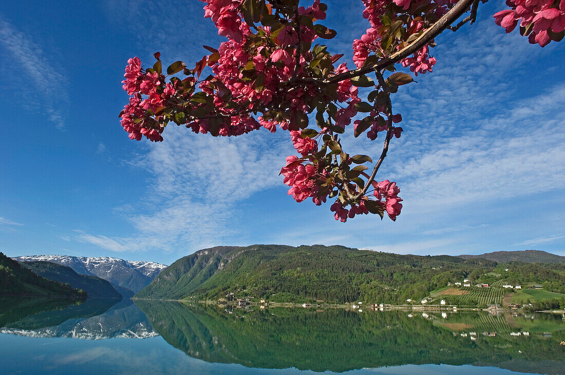 Zweig mit rosa Blumen über Fjord hängend