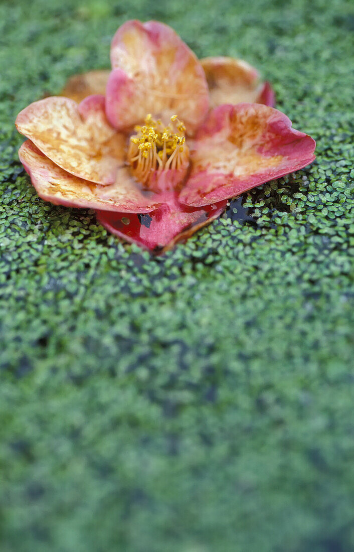 Pink Flower Floating In A Pond, Close Up