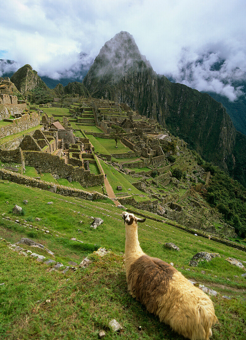 Lama am Machu Picchu