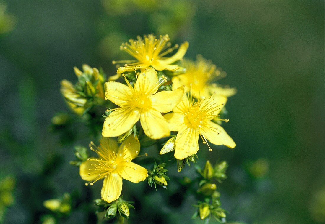 St. John's wort flowers on the plant