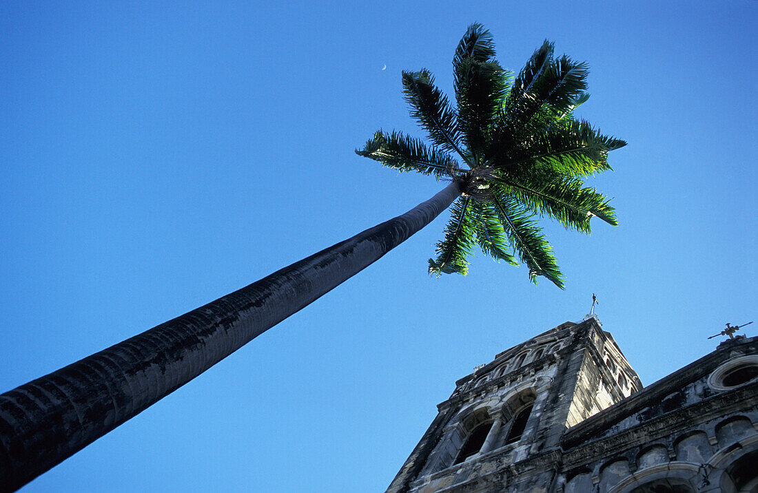Umca Anglican Cathedral And Palm Tree