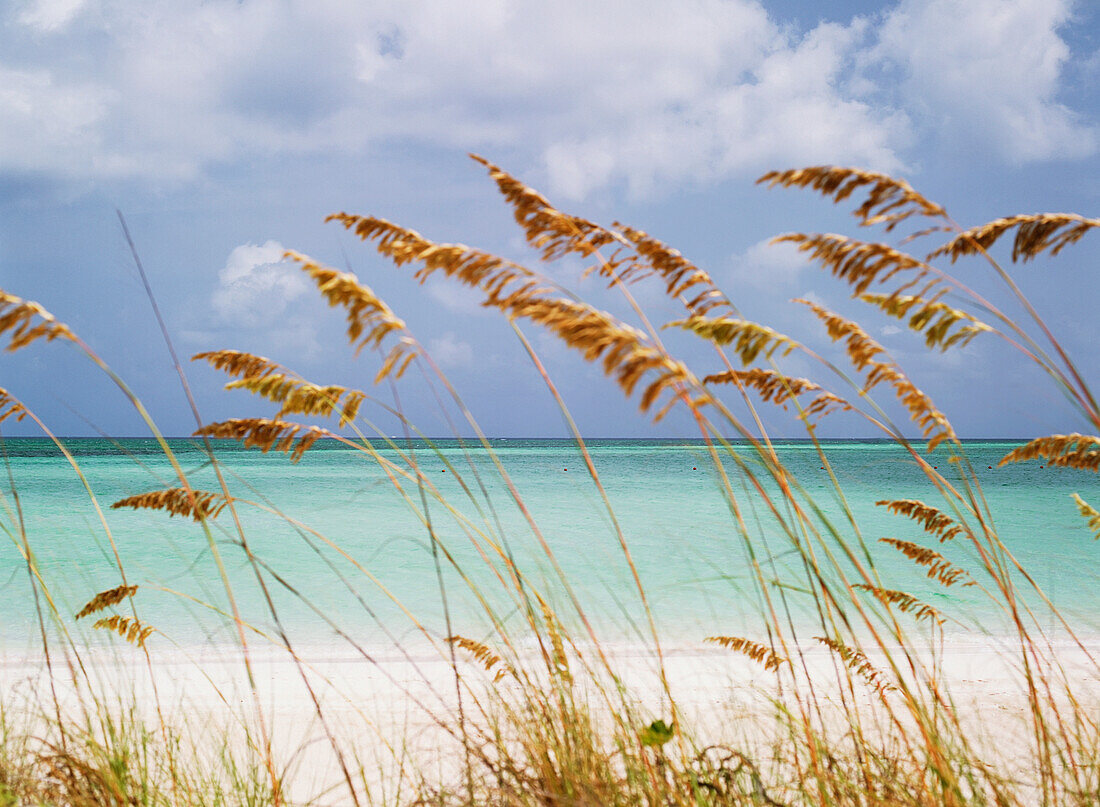 Looking Through Grass To Couple Swimming Off Parrot Cay Beach