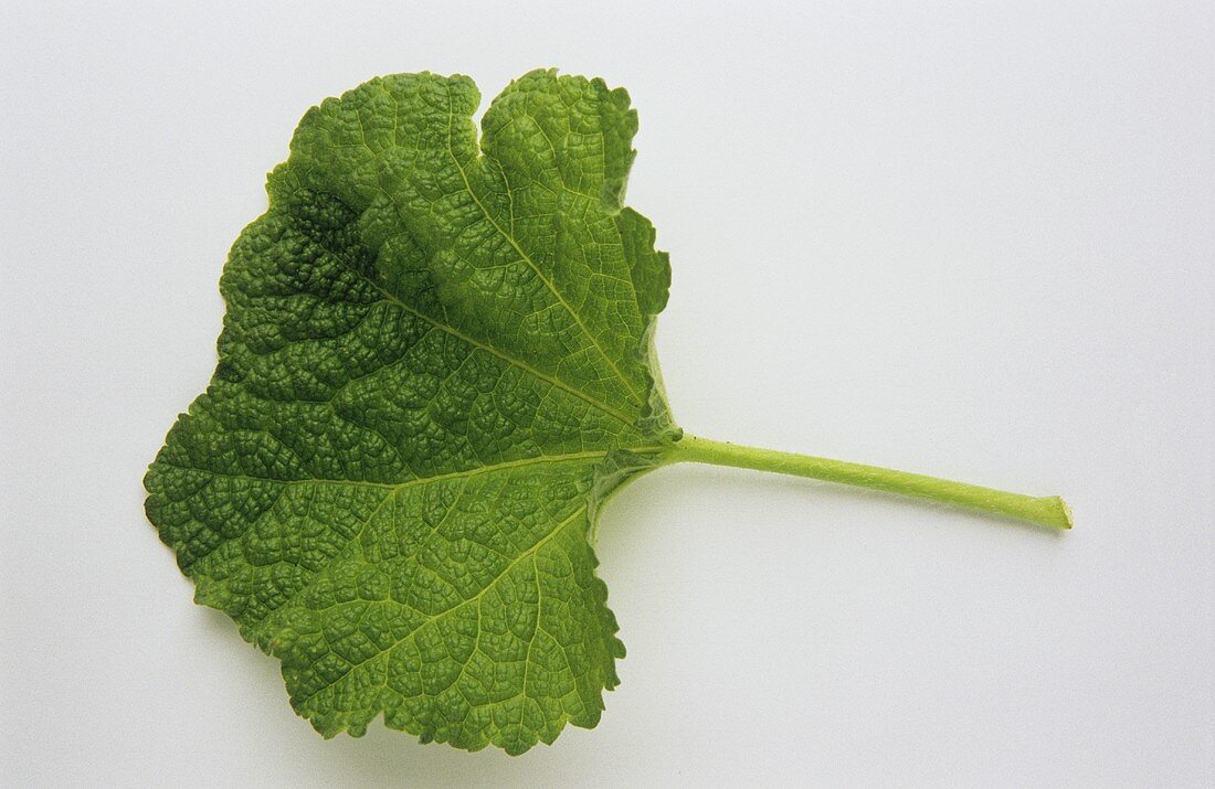 A mallow leaf (Malva silvestris)