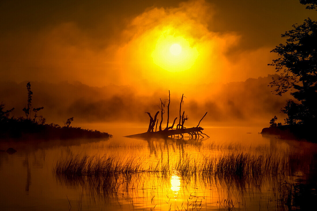 Fallen Tree In Misty Sunrise At Shubenacadie, Grand Lake, Oakfield Provincial Park, Nova Scotia