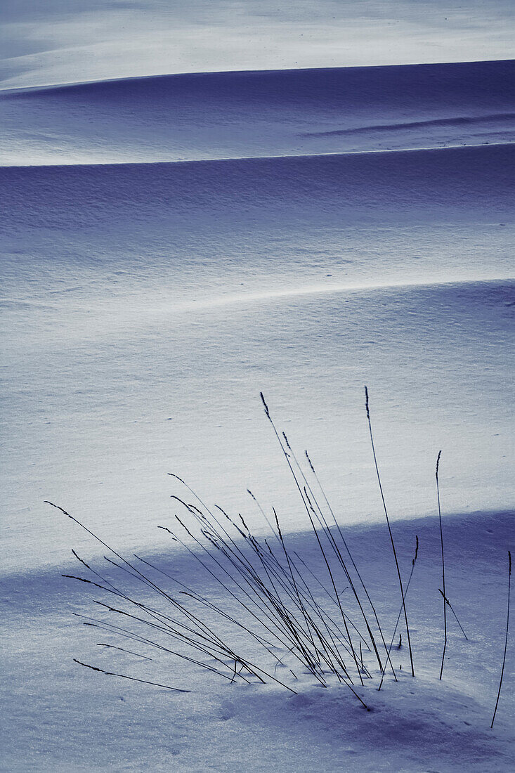 Grasses And Twilight Snow Drifts, Waverley, Nova Scotia