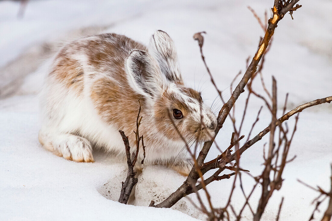 A Snowshore Hare, In Changing Fur, Nibbles On A Willow Bush In Snow, Denali National Park, Interior Alaska, Spring