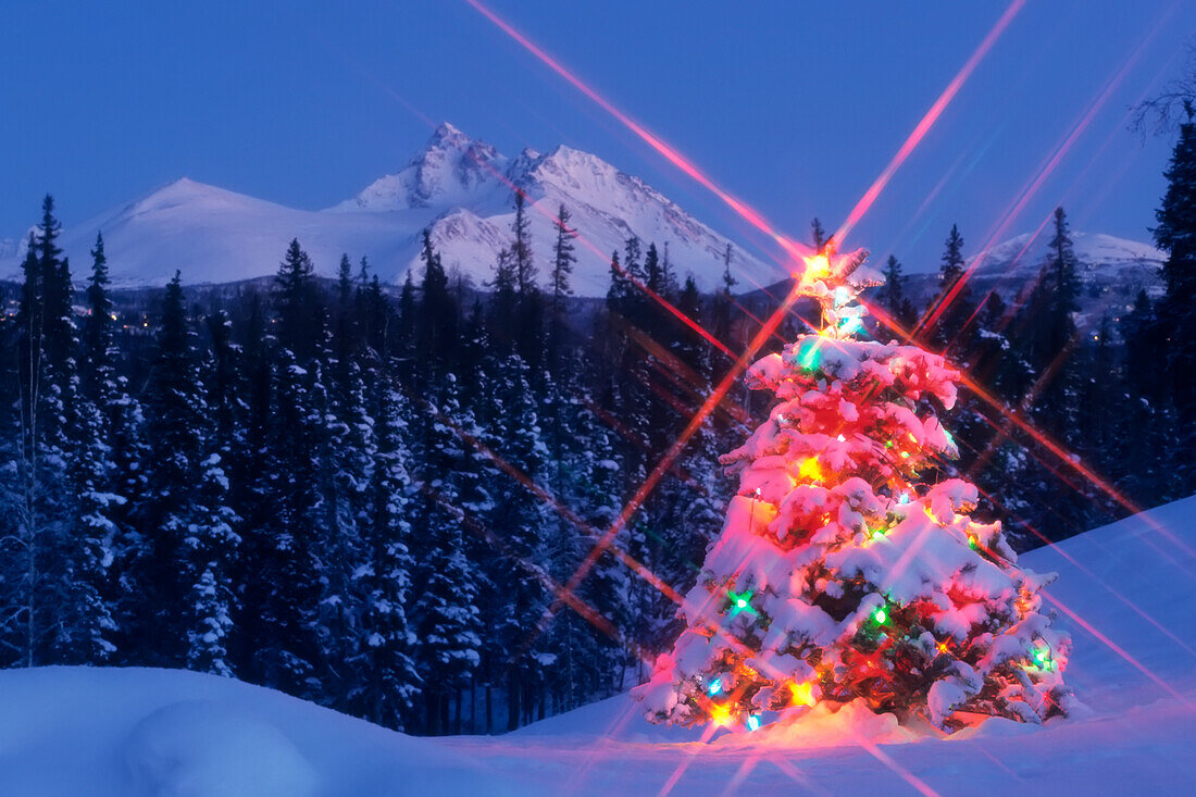 Decorated Christmas Tree @ Chugach Np Sc Alaska