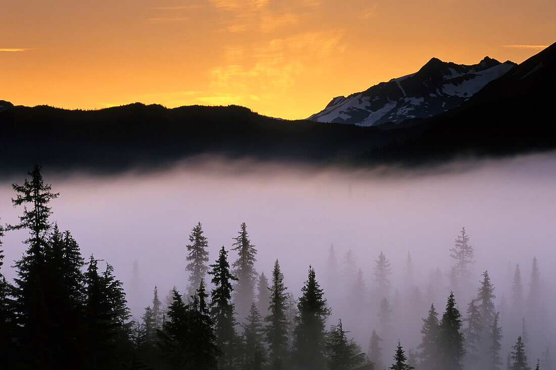 Morning Fog @ Sunrise Along Snow River Kp Alaska Summer Chugach Nf