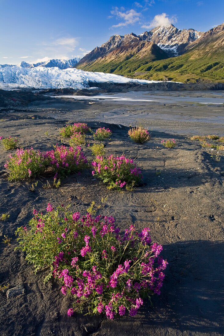 Sweetvetch Wildblumen blühen unterhalb des Matanuska Gletschers Chugach Mountains Southcentral Alaska Sommer