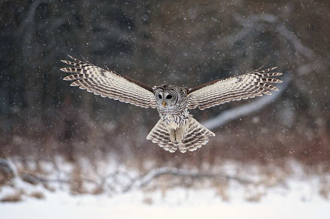 Barred Owl Swoops Down To Land In Snow, Ontario, Canada, Winter