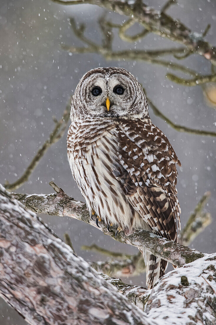 Barred Owl Perched On A Branch, Ontario Canada, Winter