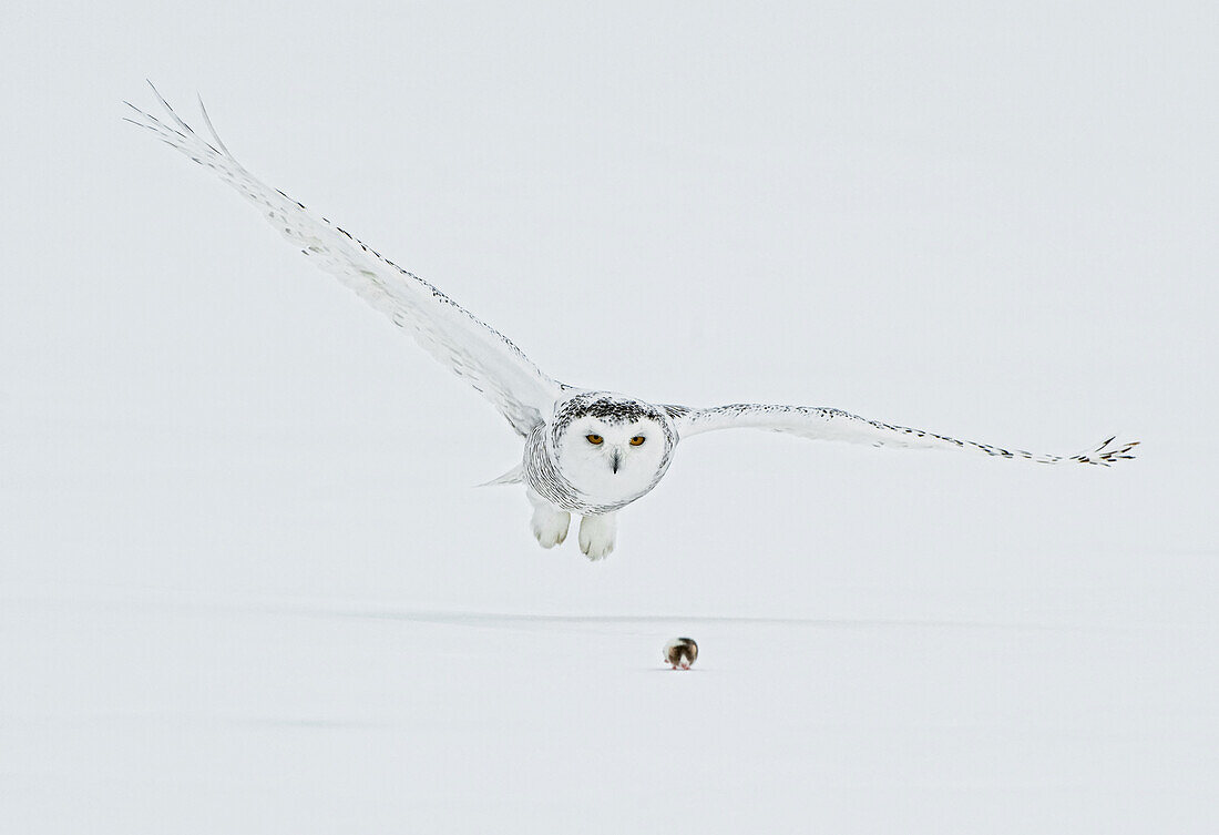 Female Snowy Owl Swoops Down To Catch A Lemming On Top Of The Snow, Saint-Barthelemy, Quebec, Canada, Winter