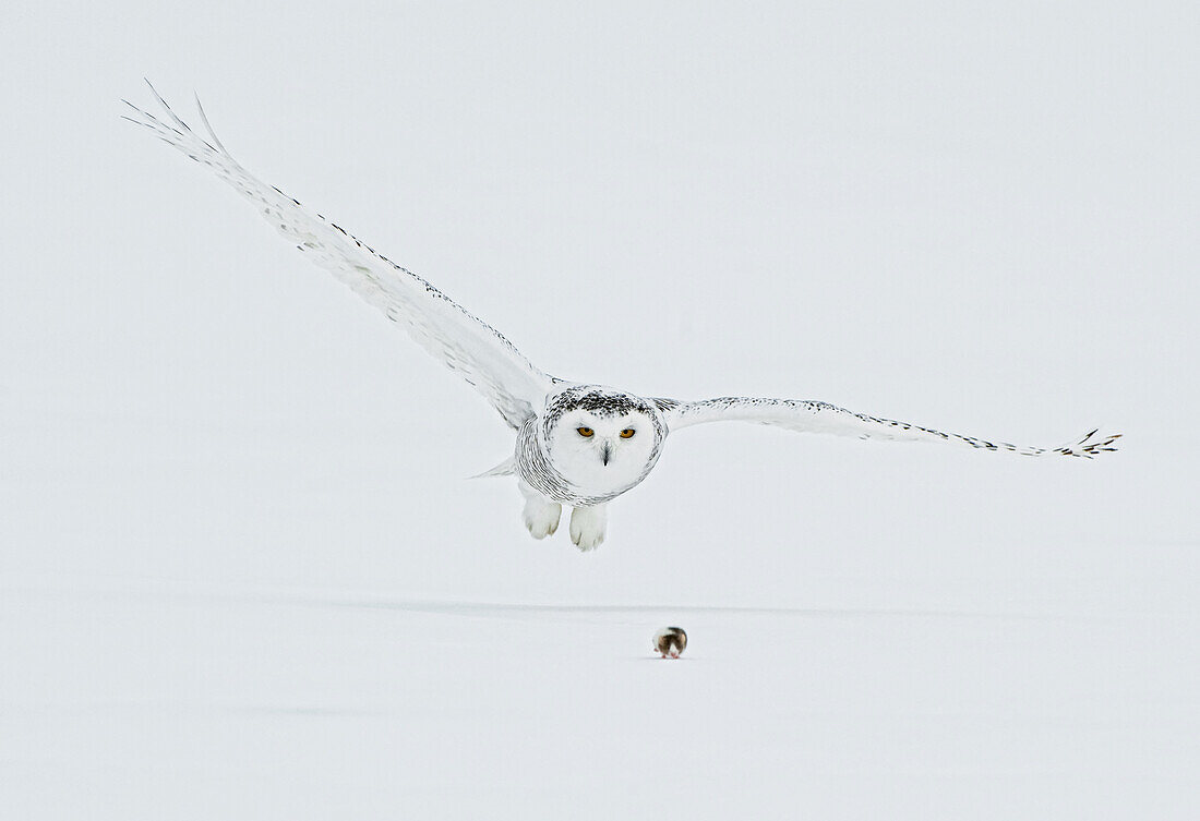 Weibliche Schneeeule fängt im Sturzflug einen Lemming auf der Schneedecke, Saint-Barthelemy, Quebec, Kanada, Winter