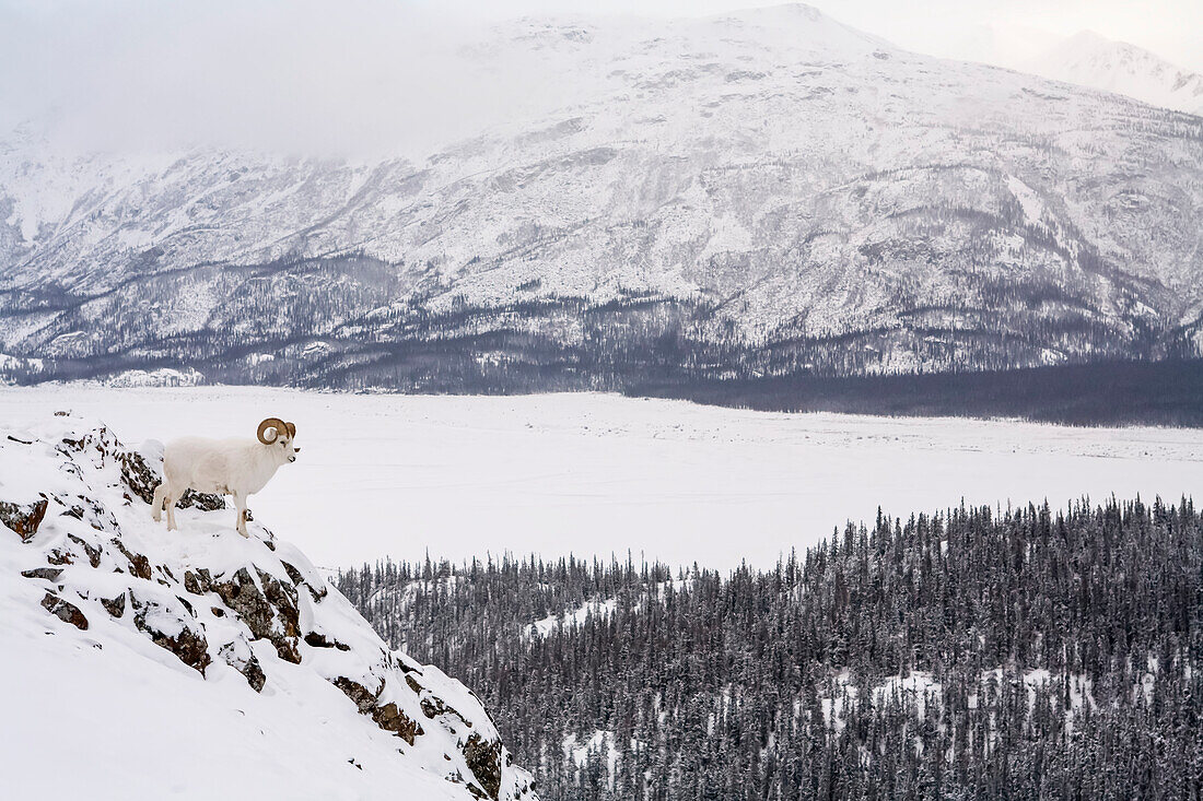 Dall Sheep Bedded Down On Sheep Mountain Over Looking The Slims River Valley, Kluane National Park, Yukon Territory, Canada