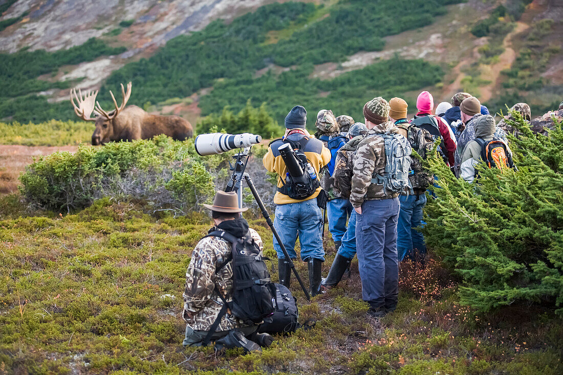 Menschen beobachten einen Alaska Elchbullen aus nächster Nähe während der Brunftzeit, Powerline Pass, Chugach State Park, Chugach Mountains, Alaska