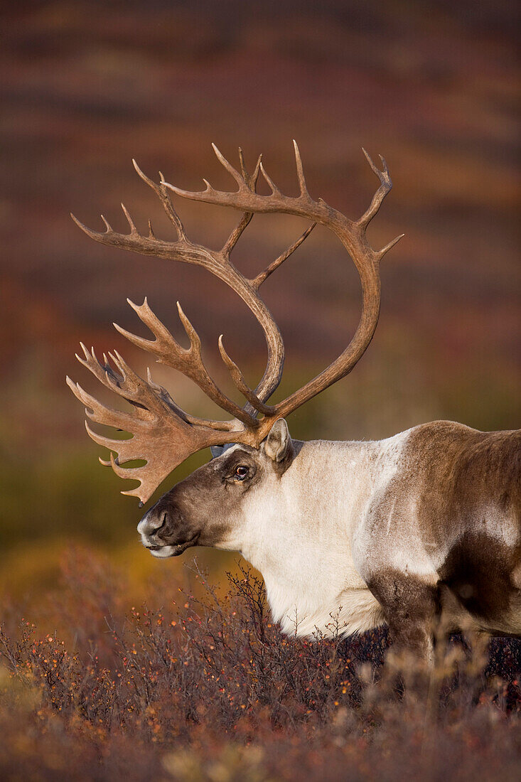 Bull Caribou On Autumn Tundra In Denali National Park, Interior Alaska