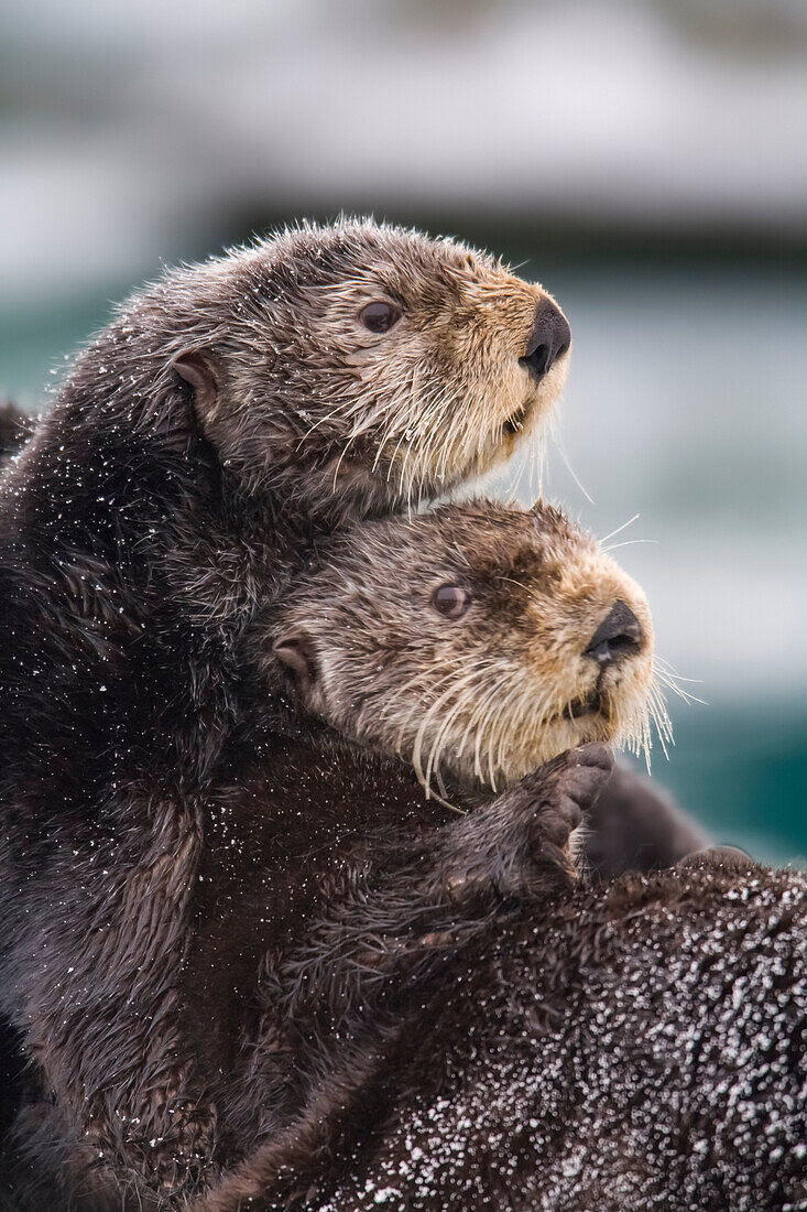 Nahaufnahme von aneinander gekuschelten Seeottern, Prince William Sound, Süd-Zentral-Alaska, Winter