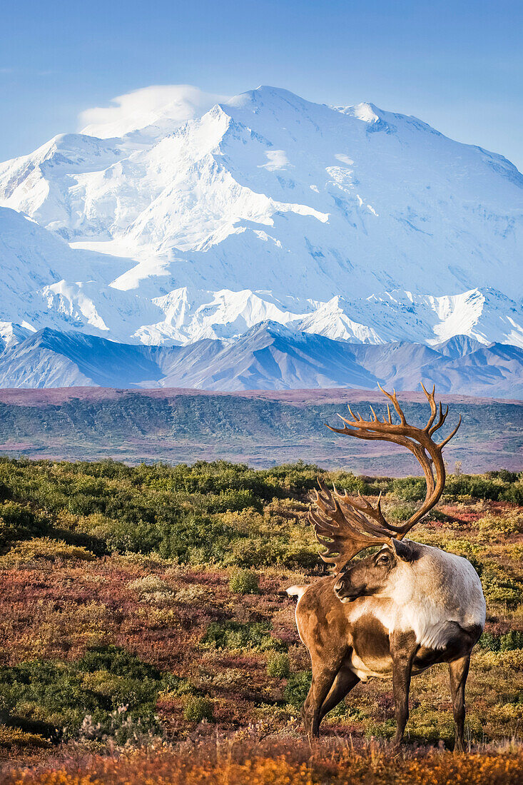Karibu-Bulle, der auf einer Bergkette steht, mit dem Mt. McKinley und dem Denali National Park und Preserve im Hintergrund, Inneres Alaska, Herbst. Zusammengesetzt