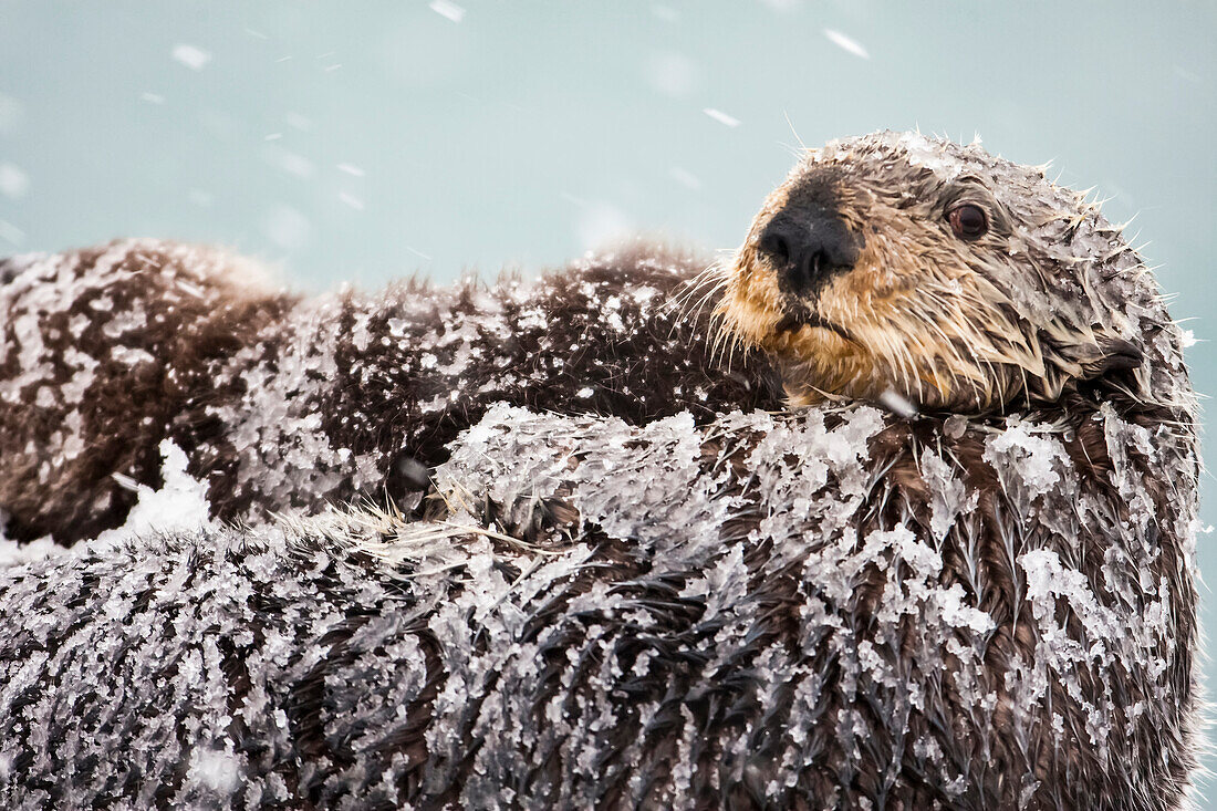 Seeotter mit schneebedecktem Fell hält neugeborenes Jungtier während eines Schneesturms, Prince William Sound, Süd-Zentral-Alaska, Winter