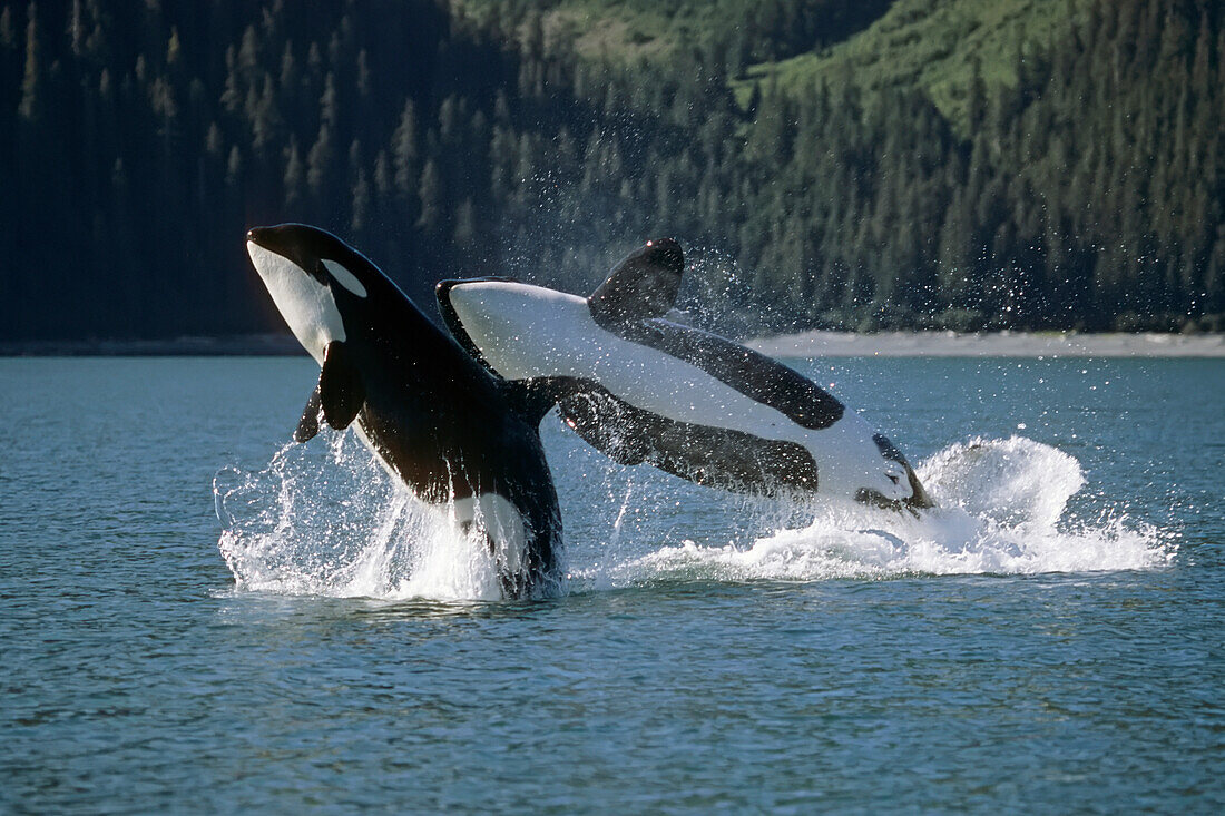 Double Breaching Orcas Bainbridge Passage Prince William Sound Alaska Summer Southcentral