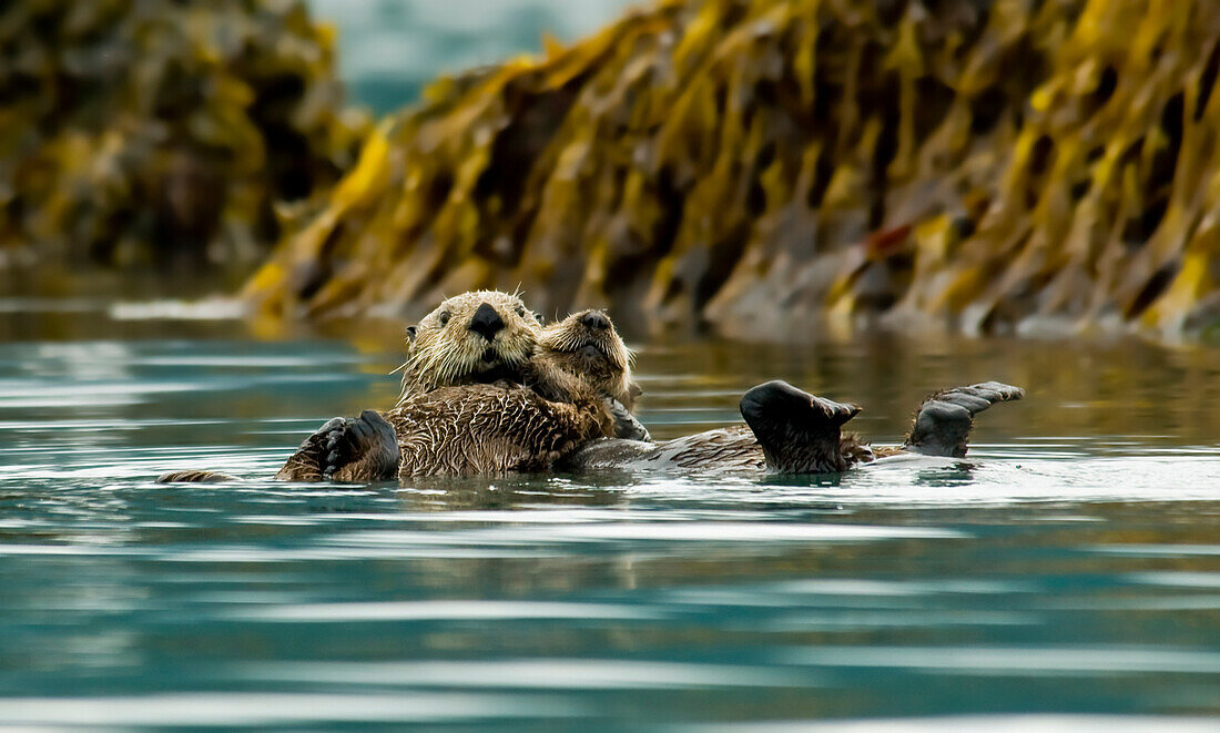 Seeotter schwimmt mit Jungtier im Orca Inlet, vor Prince William Sound in der Nähe von Cordova, Süd-Zentral-Alaska, Sommer