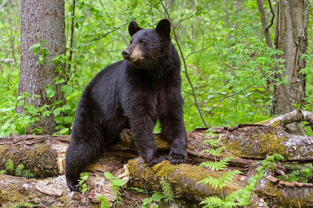 Schwarzbär stehend auf Baumstamm im Wald Süd-Zentral-Alaska Sommer